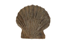 Pecten scabriusculus